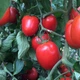 Помідор Ріо Фуего 10 г ранньостиглий Елітсортнасіння - зображення 2