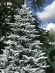 Ёлка литая HVOYA Classic Mix 220 см заснеженная - изображение 6