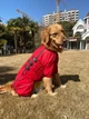 Комбинезон-дождевик для бульдогов, мопсов Derby Dog Suit Red B-S - изображение 5