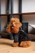 Дублянка Pet Fashion Black ХS для собак Чорна (4823082435241) - изображение 5