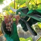 Кущорізи акумуляторні Bosch EasyPrune (06008B2102) - зображення 20