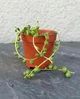 Сукулент Хрестовик Роулі (Senecio rowleyanus) D5 см (746) - зображення 1