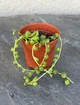 Сукулент Хрестовик Роулі (Senecio rowleyanus) D5 см (746) - зображення 2