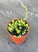 Сукулент Хрестовик Роулі (Senecio rowleyanus) D5 см (746) - зображення 4