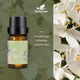 Ефірна олія Kinscoter Essential Oil Set 6 bottles, 6*10 мл - зображення 5