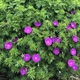 Герань 'New Hampshire Purple'. Контейнер 1,5 л - изображение 3