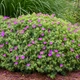 Герань 'New Hampshire Purple'. Контейнер 1,5 л - изображение 5