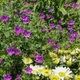 Герань 'New Hampshire Purple'. Контейнер 1,5 л - изображение 6