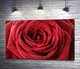 Картина Розкіш шовковистих пелюстків червоної троянди 60x37 см Модуль №1 (000241) - зображення 1