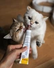 Мультивітамінна паста для зміцнення імунітету у кошенят GimCat Kitten Paste, 50 гр - зображення 3