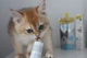 Мультивітамінна паста для зміцнення імунітету у кошенят GimCat Kitten Paste, 50 гр - зображення 4