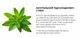 Веганский растительный протеин Feel Power (cмесь) - Vegan plant protein Вlend (Клубничный милк-шейк) 450 г - изображение 5
