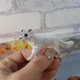 Фигурки животных ToyCloud Лисицы, 4 штуки KZ956-014F - изображение 6