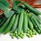 Горох овочевий "Грунді" (Грунді) - 100 г. (Syngenta) World of Seeds - зображення 1