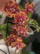 Орхидея (нецветущий подросток) TopDreams Phal N1202 / 9975 Green World 'Saneskin', квіти воскові 8 см, 1.7 (мох) - изображение 1