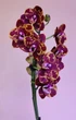Орхидея (нецветущий подросток) TopDreams Phal N1202 / 9975 Green World 'Saneskin', квіти воскові 8 см, 1.7 (мох) - изображение 7
