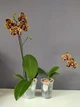 Орхидея (нецветущий подросток) TopDreams Phal N1202 / 9975 Green World 'Saneskin', квіти воскові 8 см, 1.7 (мох) - изображение 8
