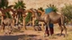 Дополнение Planet Zoo: Arid Animal Pack для ПК (Ключ активации Steam) - изображение 3