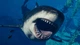 Дополнение Jurassic World Evolution 2: Park Managers’ Collection Pack для ПК (Ключ активации Steam) - изображение 2