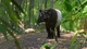 Дополнение Planet Zoo: Southeast Asia Animal Pack для ПК (Ключ активации Steam) - изображение 4