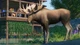 Доповнення Planet Zoo: North America Animal Pack для ПК (Ключ активації Steam) - изображение 3