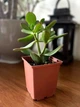 Суккулент Крассула Овата (Crassula Ovata), контейнер 9х9х10см (s019m) - изображение 4