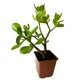 Суккулент Крассула Овата (Crassula Ovata), контейнер 9х9х10см (s019m) - изображение 8