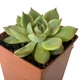 Суккулент Эхеверия чихуахуензис (Echeveria chihuahuaensis), контейнер 7*7*8 см (s079s) - изображение 2