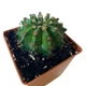 Кактус Эхинопсис трубкоцветный (Echinopsis tubiflora), контейнер 7*7*8 см (s150s) - изображение 3