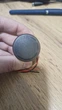 Цифровий вольтометр від 5-100V - зображення 3