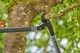 Гілкоріз Gardena EnergyCut Pro L (12052-20.000.00) - зображення 8