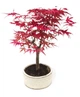 Японський клен (Japanese maple) Bonsai Atropurpureum, 25-35 см, керамічний горщик (RG010) - зображення 1