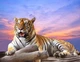 Фотообоє Сhameleons Фотообоє тигр (24827) - зображення 2