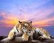 Сhameleons Фотообои тигр (27200) - зображення 2