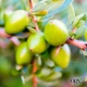 Кондиционер для волос OGX Argan oil of Morocco Восстанавливающий 385 мл (0022796976123) - изображение 2