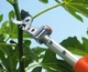 Секатор Stocker 604 телескопический обводной с поворотной головой на штанге 1,8 – 3 м (Штокер 604) - изображение 2