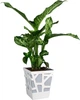 Вазон Idel Flowerbox квадратний фісташковий/білий 17см (740040) - изображение 5