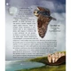 Дитяча книга "Такі, як ми. Про тварин та їхні характери" Час майстрів 253615 - зображення 4