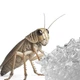 Вода в гелі для комах Terrario Beastie Drink Jelly 500мл. - зображення 4