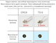MIMO сплиттер антенный 2x TS9 - Коннектор N-Type (папа) 15 см кабель пигтейл адаптер переходник для модемов - изображение 5