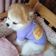 Свитшот для собак Pet Style "Когда обед?" Фиолетовый M - изображение 8