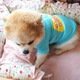 Свитшот для собак Pet Style "Когда обед?" Голубой S - изображение 8
