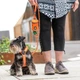 Шлея для собак Dog Copenhagen Comfort Walk Air Harness помаранчева (S) - зображення 5
