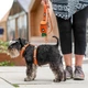 Шлея для собак Dog Copenhagen Comfort Walk Air Harness помаранчева (S) - зображення 6