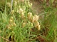 Насіння Бриза Максима, 0,25 г (GL Seeds) - зображення 3