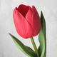 Тюльпан латексный искусственный большой красный - изображение 2