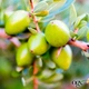 Кондиціонер OGX Argan oil of Morocco Відновлювальний з аргановою олією 385 мл (0022796976123) - изображение 9