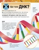 Надзвичайні ДНК. Шалені гени, незламні кодони, верткі хромосоми. Ранок - изображение 4