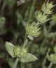 Котовник Итальянский семена 0,05 гр. (прибл. 30 шт) (Nepeta italica) многолетний кошачья мята медонос - изображение 2