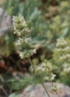 Котовник Итальянский семена 0,05 гр. (прибл. 30 шт) (Nepeta italica) многолетний кошачья мята медонос - изображение 5